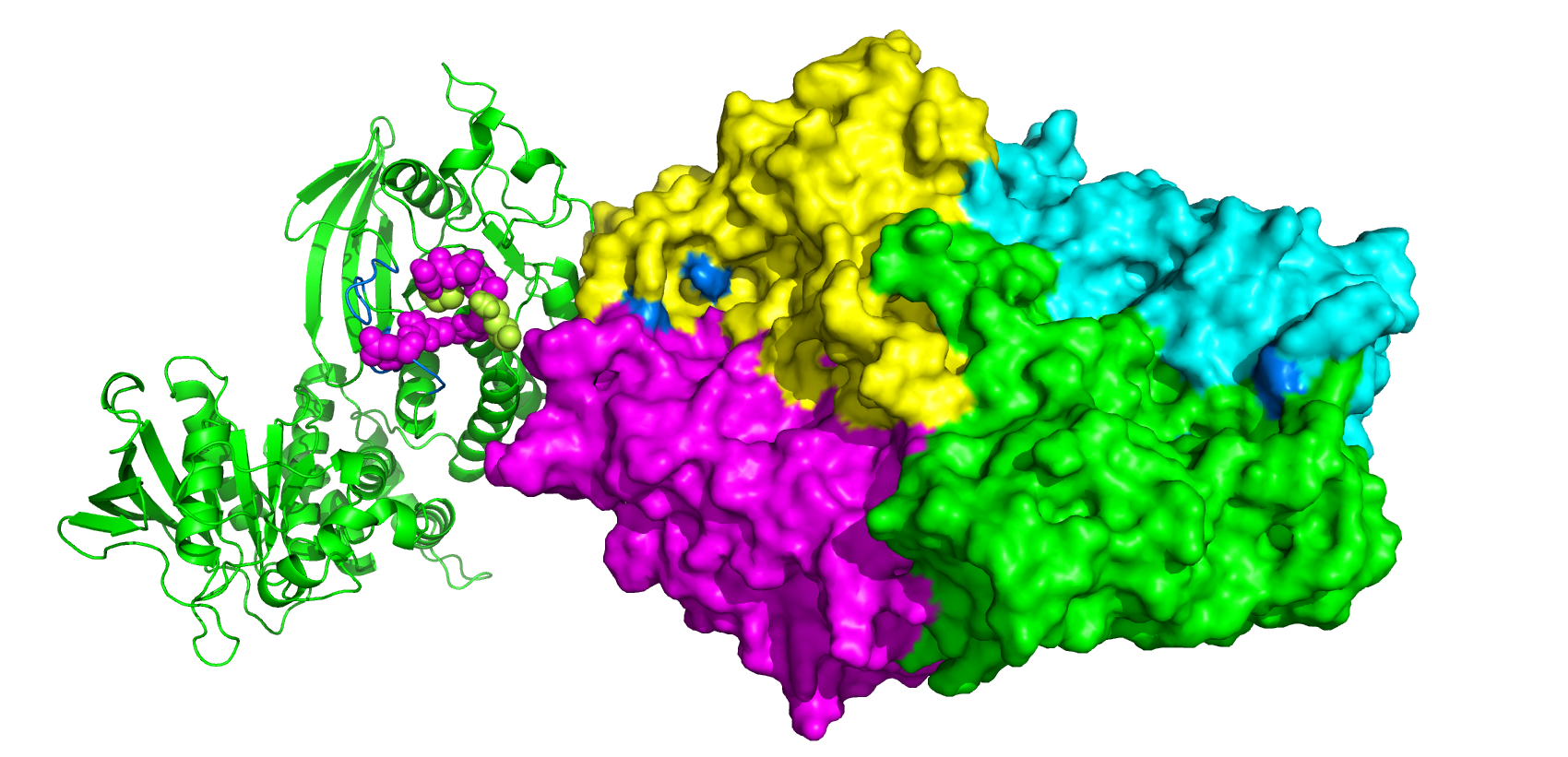 PTPRK and FBP1-tetramer